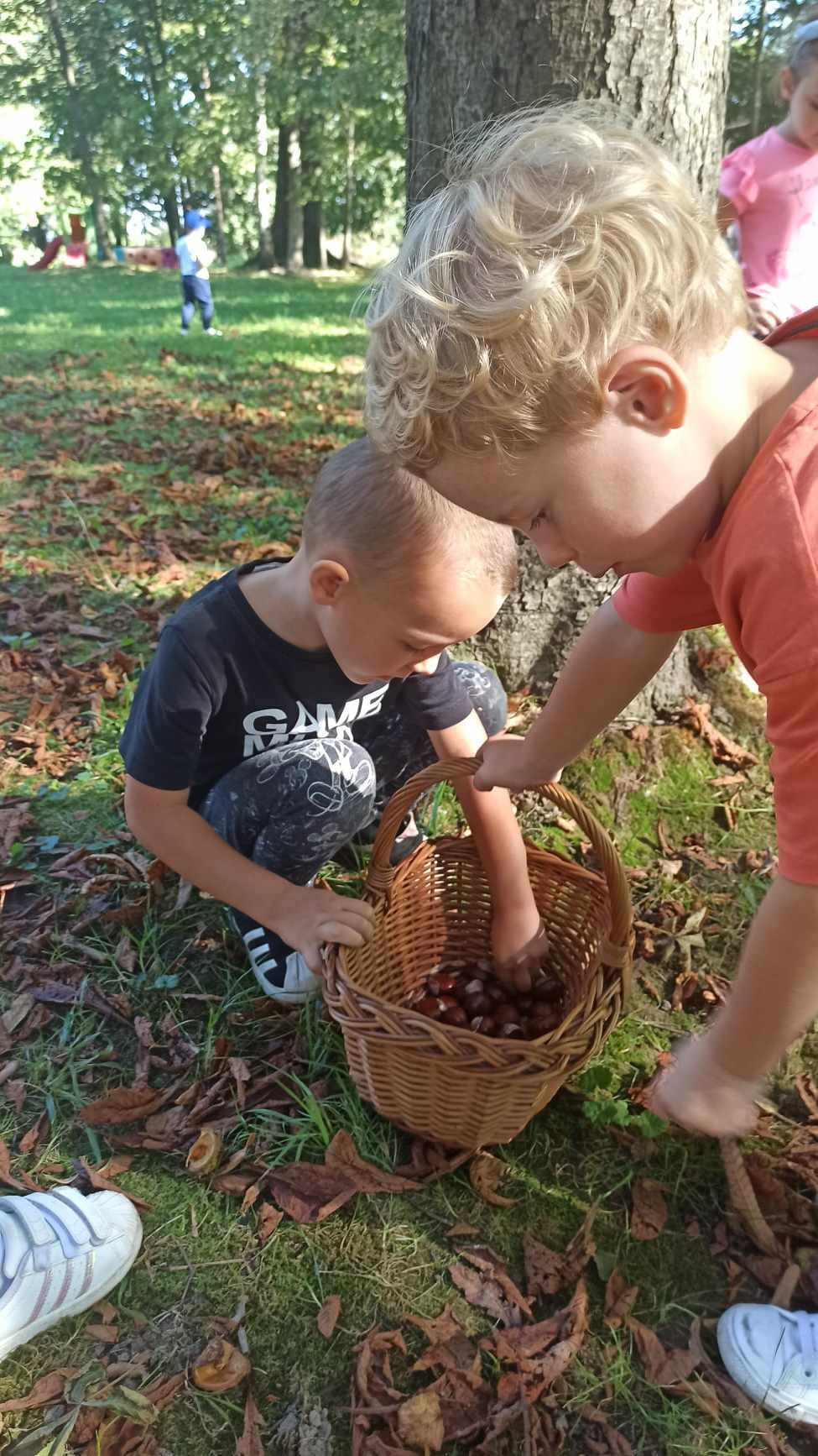 żabki zbieraja kasztny do koszyczka